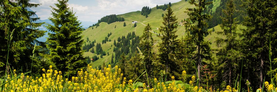 Sommarsemester i Kitzbühel - utsikt från Kitzbühel Horn med gula blommor i förgrunden