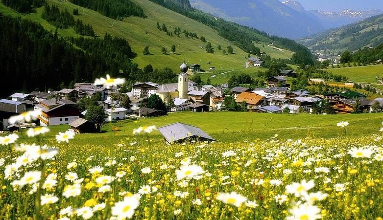 En malerisk dal i Saalbach, perfekt til en sommerferie, byder på en charmerende landsby omkranset af frodige grønne bakker og bjerge. Hvide tusindfryd blomstrer i forgrunden under en klar blå himmel, mens en kirke med et spir majestætisk tårner sig op over landsbyens tage.